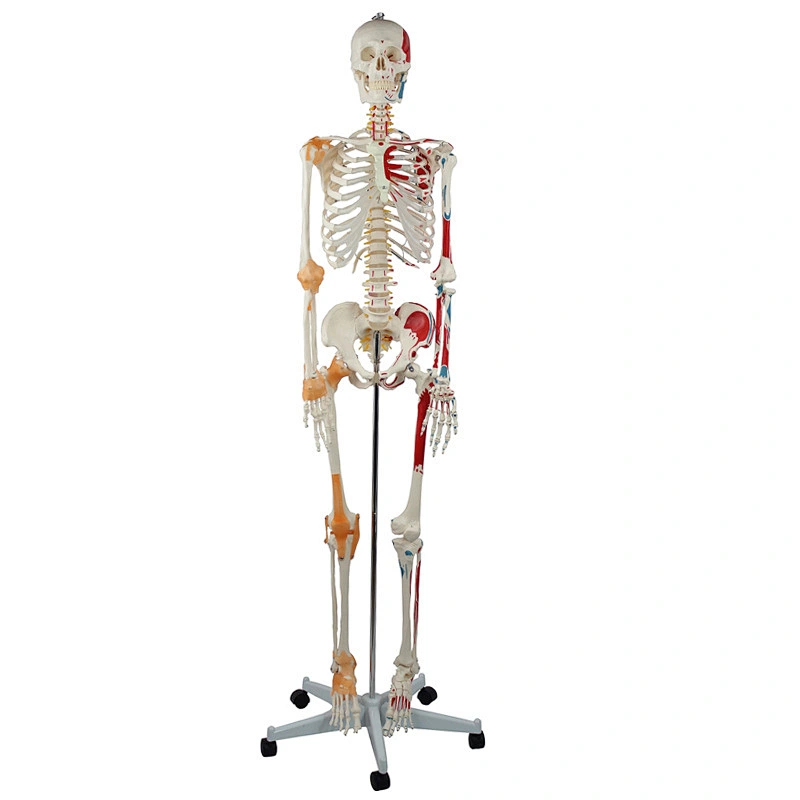 Human Skeleton Model with Painted Muscles and Ligament 180CM