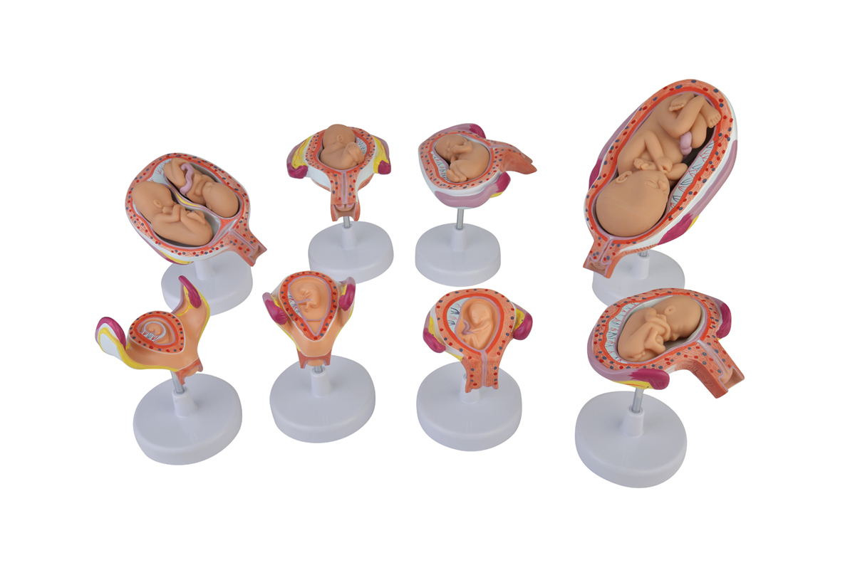 Medical PVC Simulation Training Human Anatomy Fetus Development Models For Medical Education
