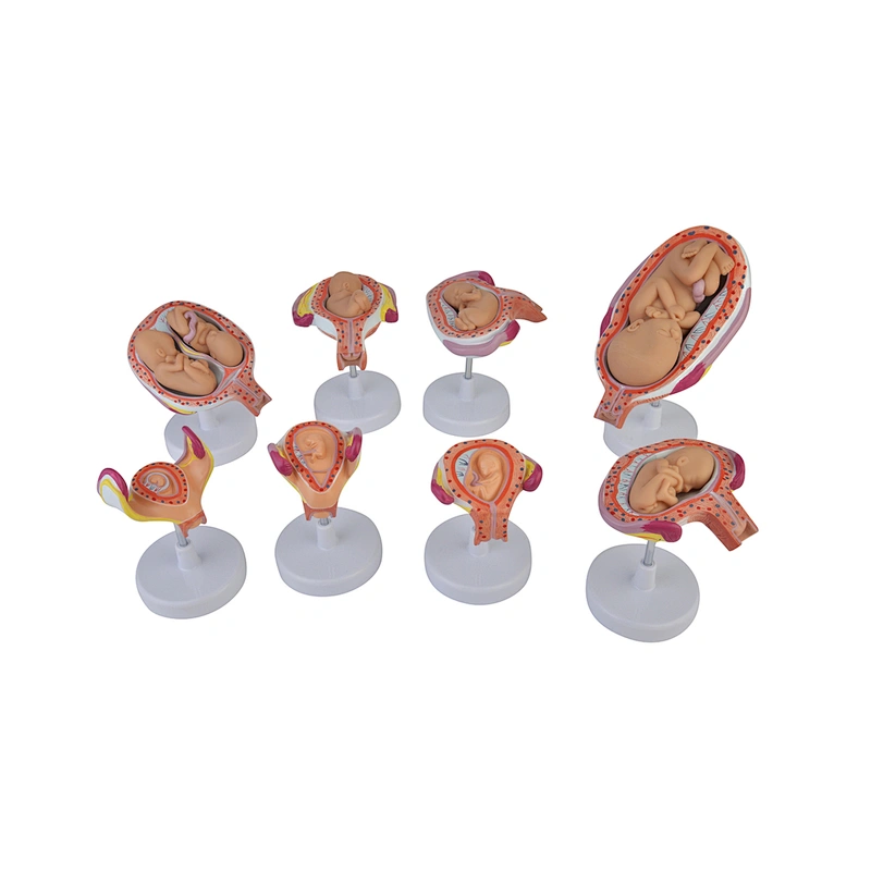 Medical PVC Simulation Training Human Anatomy Fetus Development Models For Medical Education