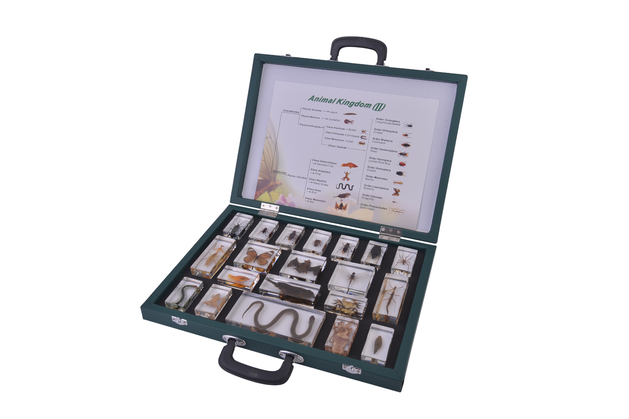 Animal Kingdom Set Animal Specimens