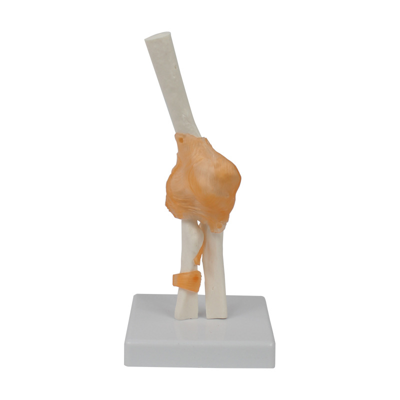 Human Elbow Joint Model with ligament