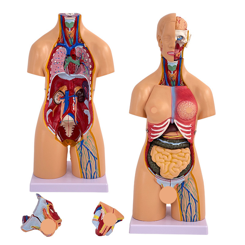 Male And Female Torso Anatomical Model 55CM 21PCS