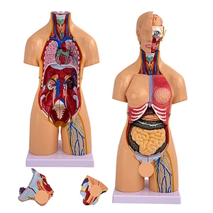 Male And Female Torso Anatomical Model 55CM 21PCS