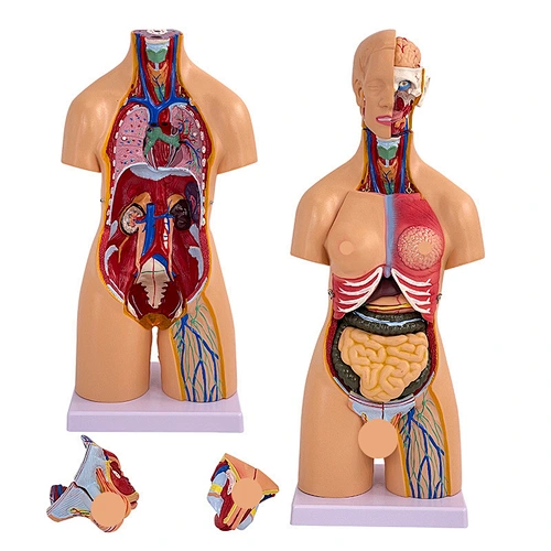 Male And Female Torso Anatomical Model 55CM 21PCS