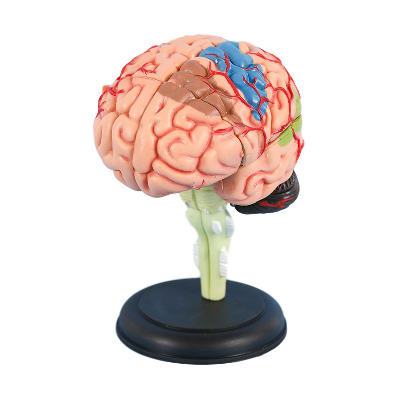 3D Brain Anatomy Model 32 Parts