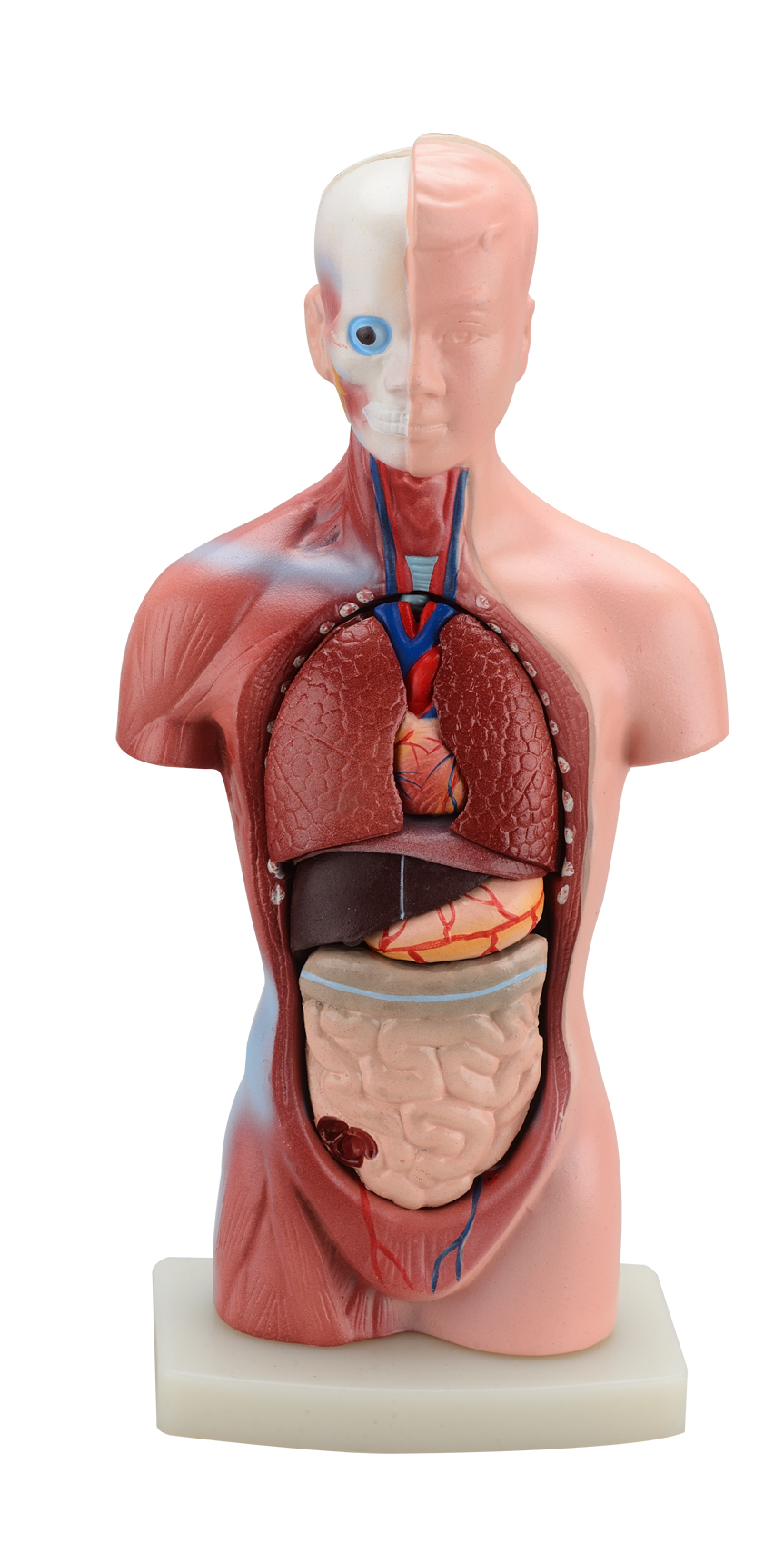Detachable Human Torso Anatomy Model Mini Torso 15 Parts
