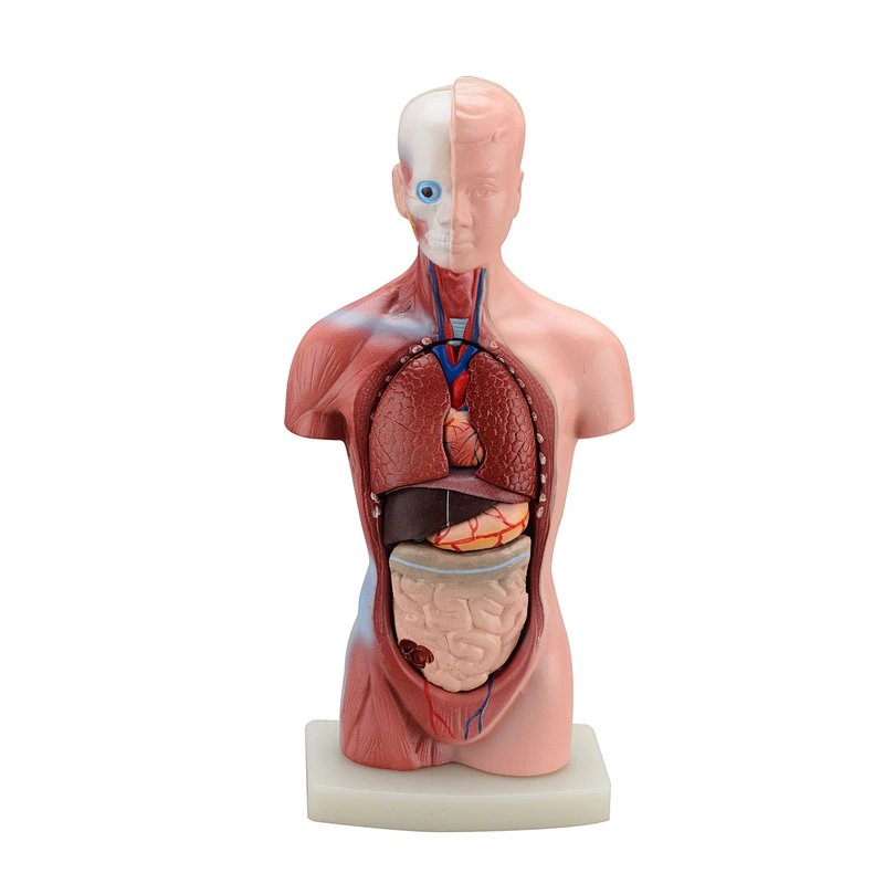 Detachable Human Torso Anatomy Model Mini Torso 15 Parts