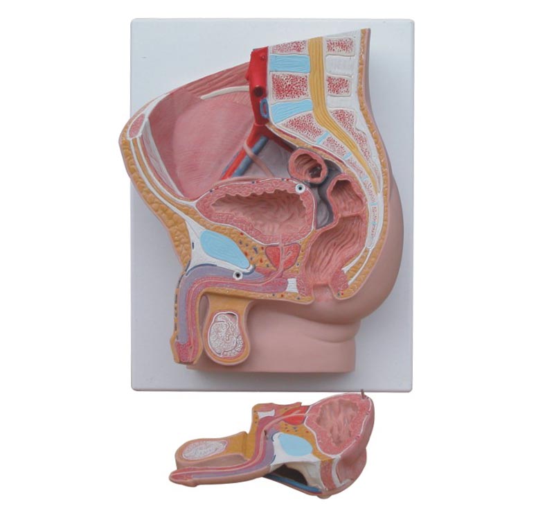 Human Male Pelvis 3D Model Section 2 Parts