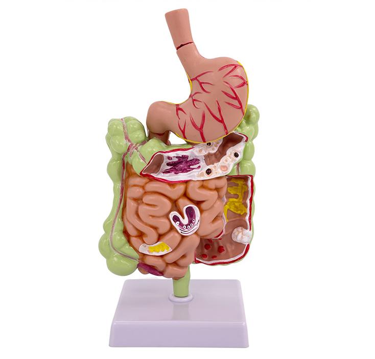 Digestive System Model Human Body Digestive System Model