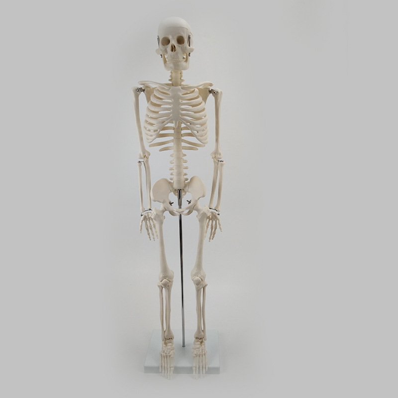 85cm Human Skeleton Model