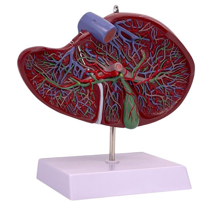Mannequins Liver Anatomical Model Human Liver Model Teaching Model Human Body Model Liver Model