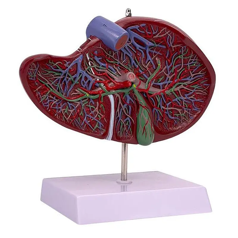 Mannequins Liver Anatomical Model Human Liver Model Teaching Model Human Body Model Liver Model