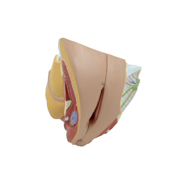 Female Genital Organs Model