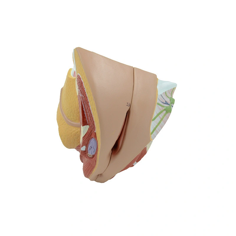 Female Genital Organs Model
