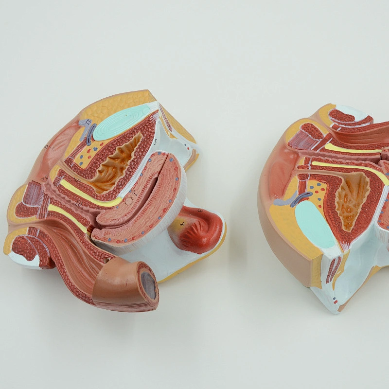 Female Genital Organs Model