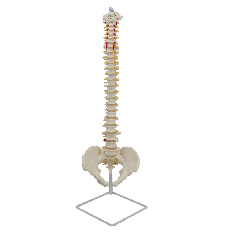 Anatomical Spine Model 3D With Pelvis For Education