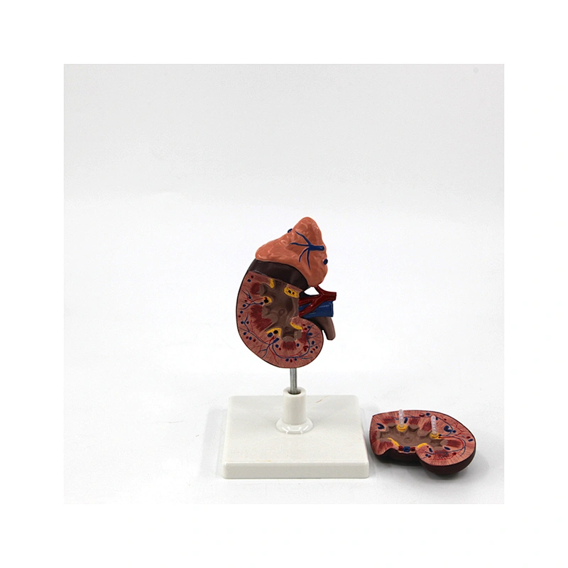 Human Kidney And Adrenal Gland Anatomy Model 2parts