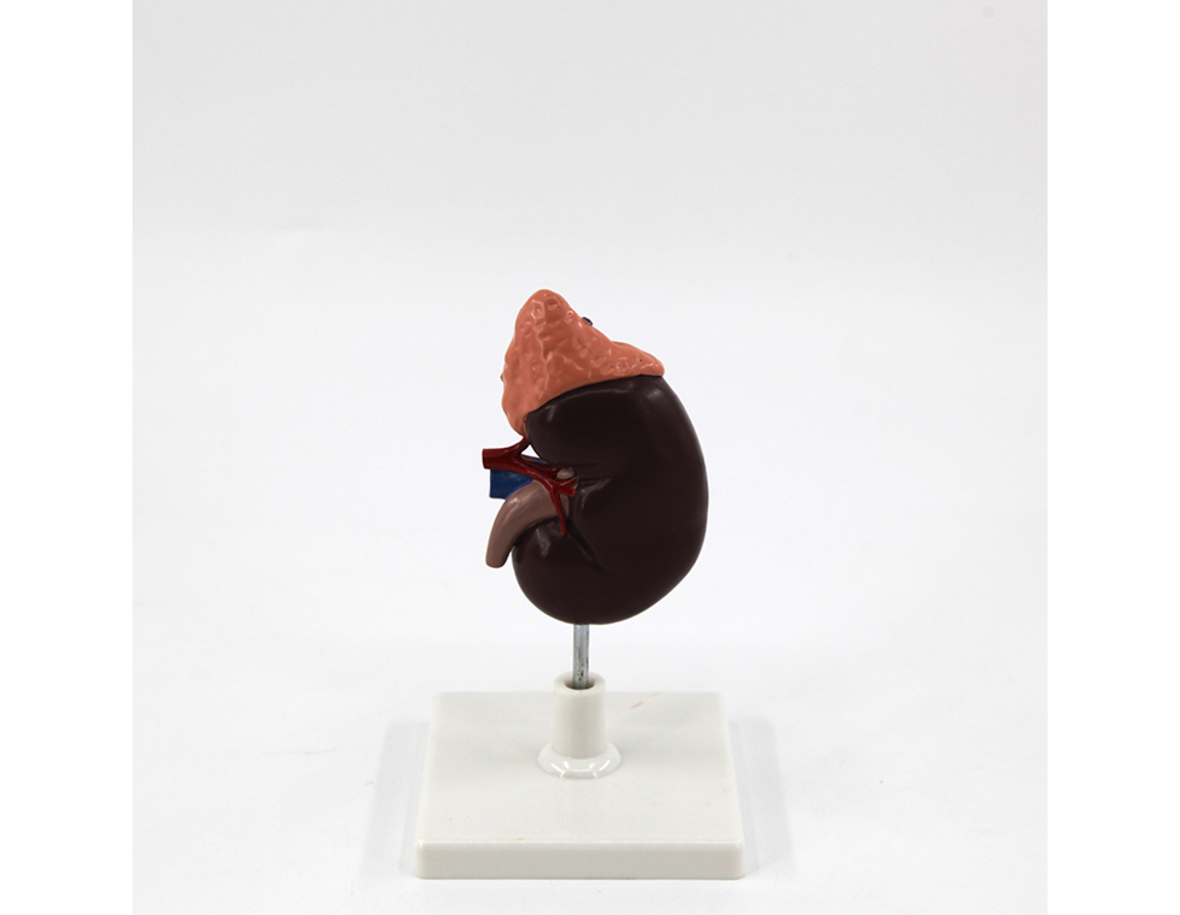 Human Kidney And Adrenal Gland Anatomy Model 2parts
