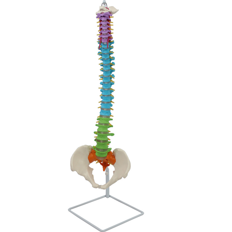 Life-Size Human Spine Model With Pelvis Color Painted