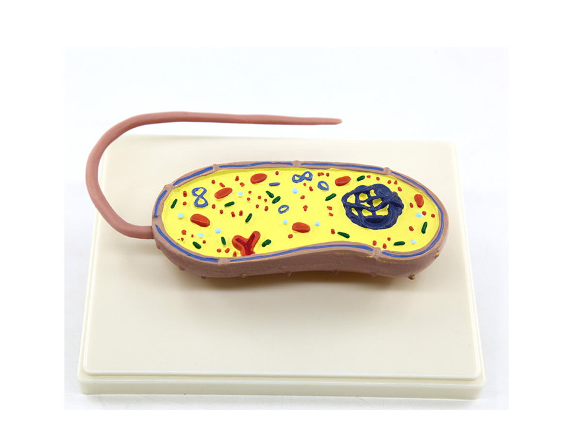 Model of pathogenic bacteria
