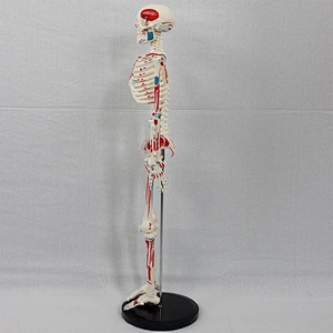 85cm Shorty Mini Skeleton Model With Painted Muscles Human Bones And Muscles On Hanging Stand