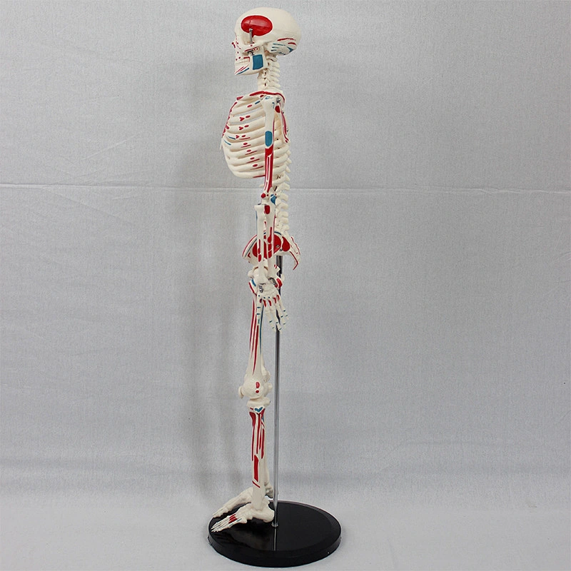 85cm Shorty Mini Skeleton Model With Painted Muscles Human Bones And Muscles On Hanging Stand