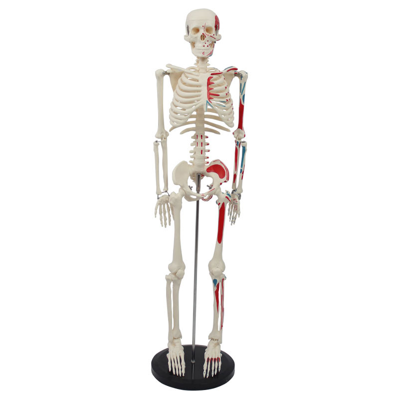 85cm Shorty Mini Skeleton Model With Painted Muscles Human Bones And Muscles On Hanging Stand