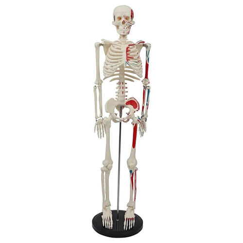 85cm Shorty Mini Skeleton Model With Painted Muscles Human Bones And Muscles On Hanging Stand