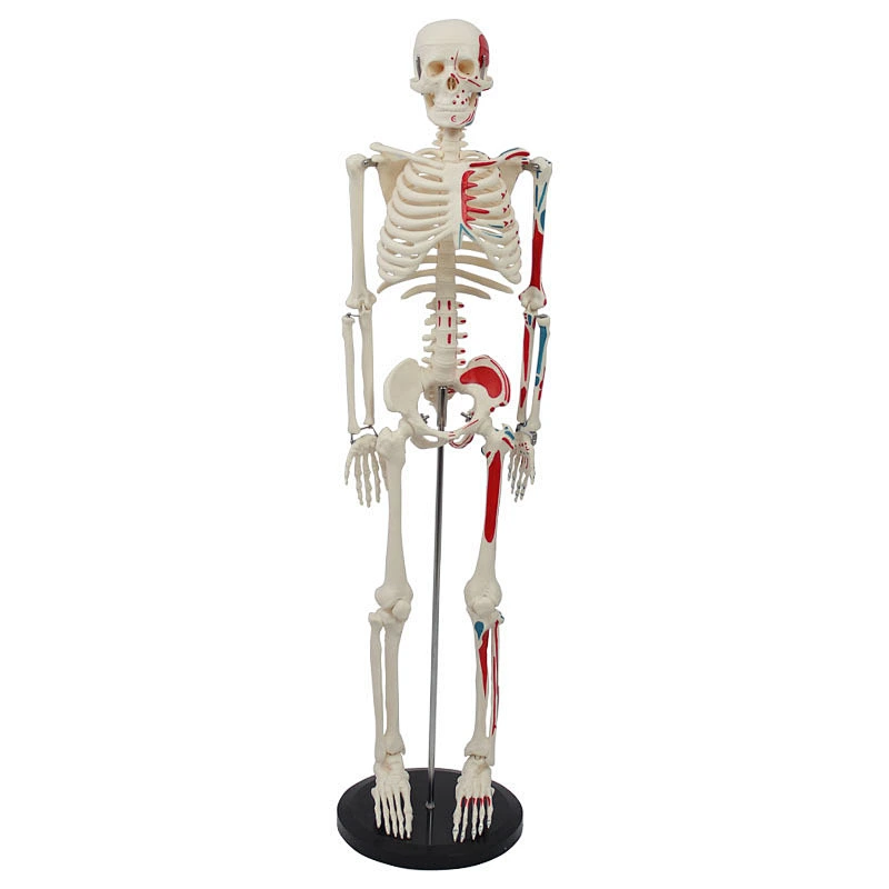 85cm Shorty Mini Skeleton Model With Painted Muscles Human Bones And Muscles On Hanging Stand