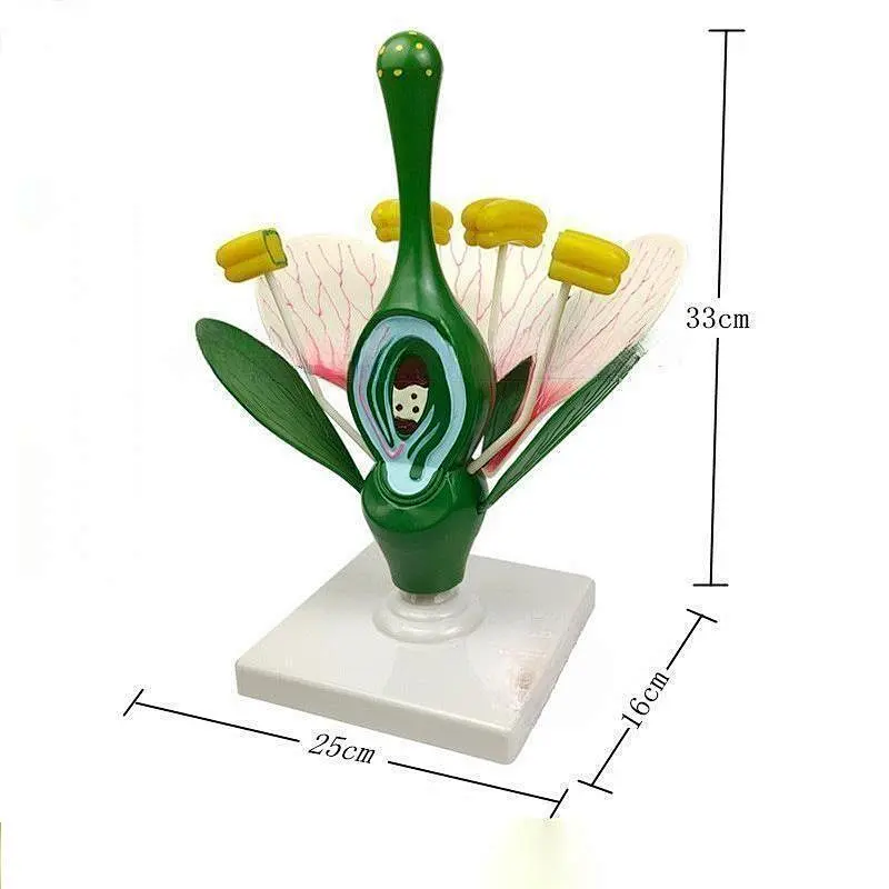Typical flower model