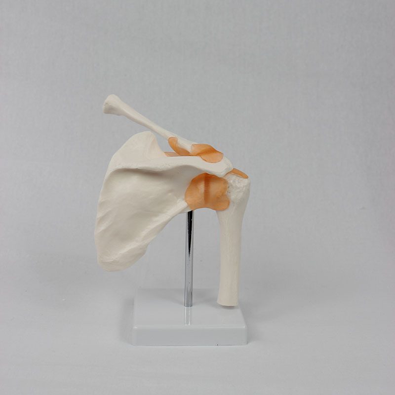 Human Life-size shoulder joint with ligament