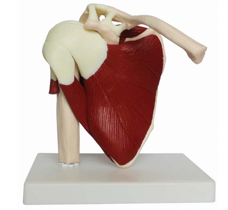 Human Life Size Shoulder Joint with Muscle