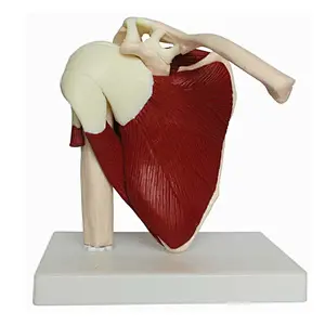 Human Life Size Shoulder Joint with Muscle