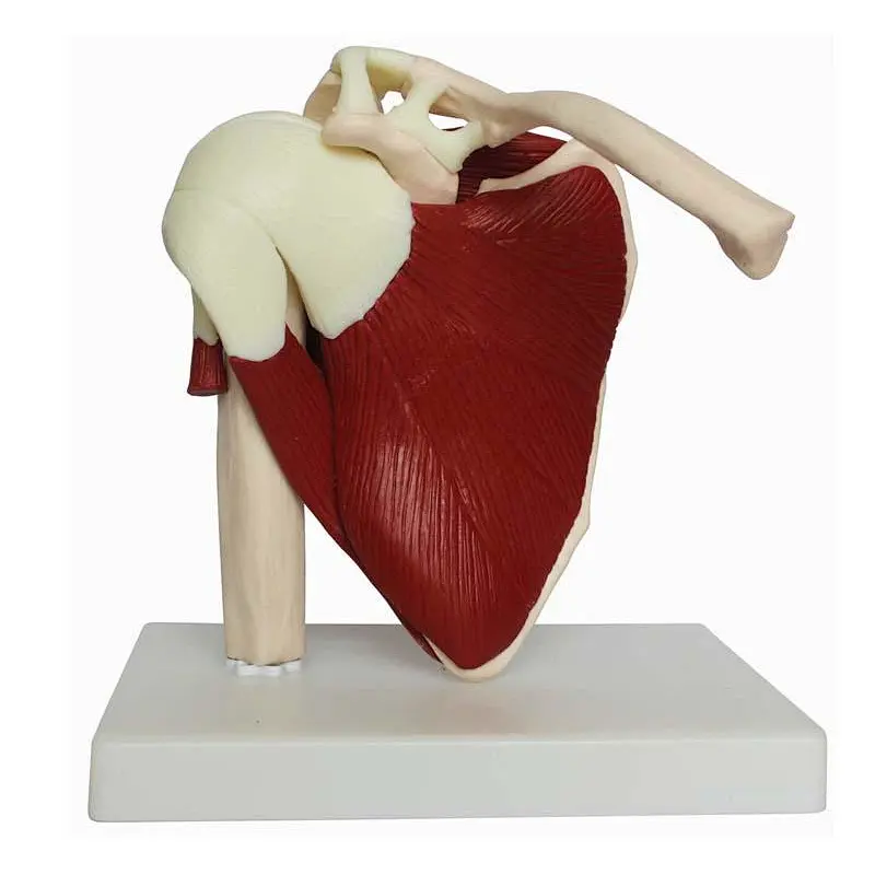 Human Life Size Shoulder Joint with Muscle