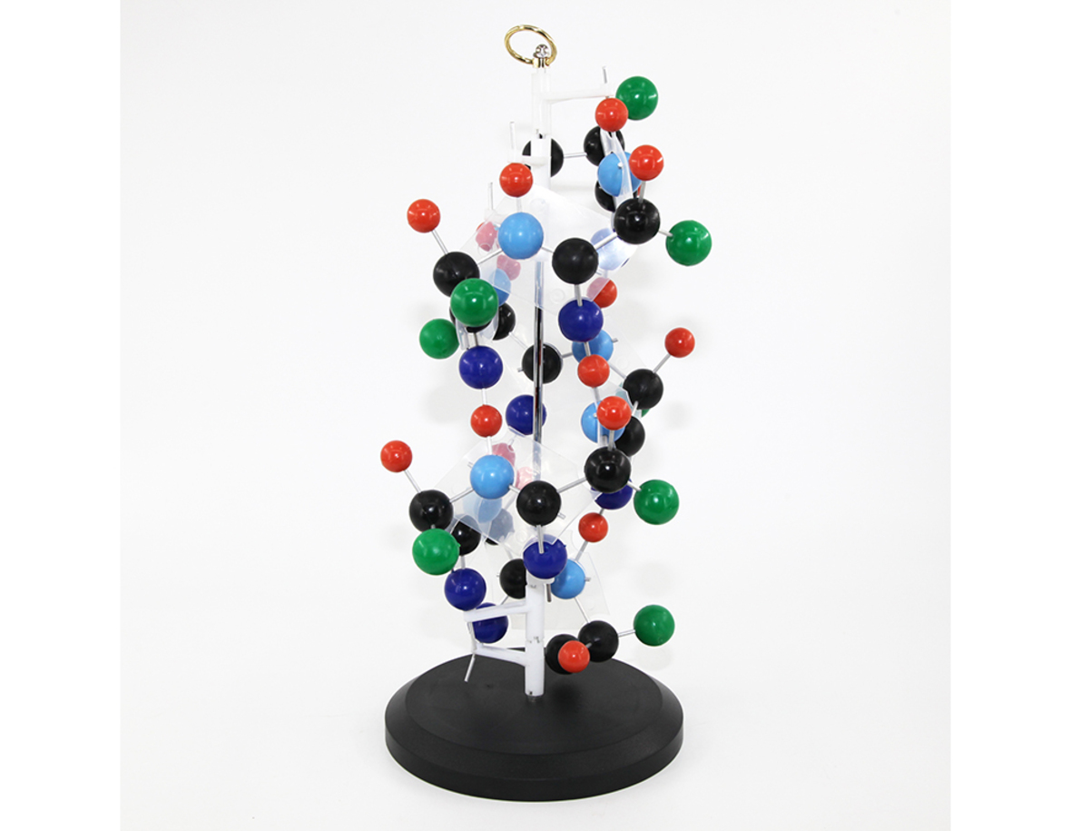 Protein secondary structure model protein molecule model
