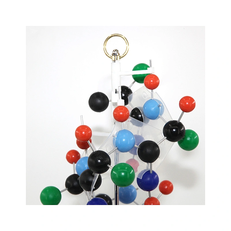 Protein secondary structure model protein molecule model