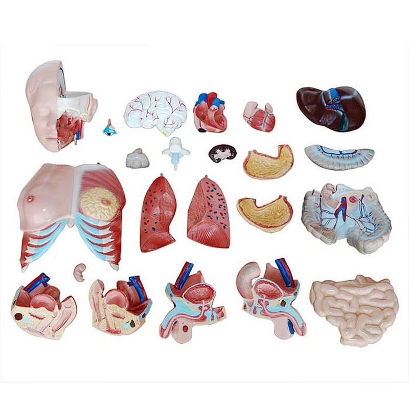 85CM Human unisex torso 24parts human body internal organs 3d model