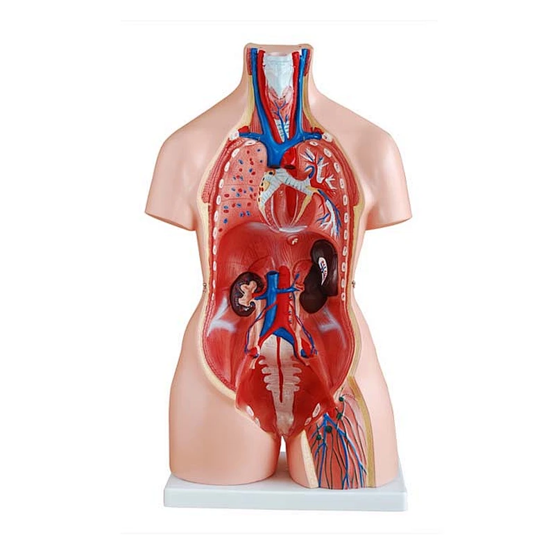 85CM Human unisex torso 24parts human body internal organs 3d model