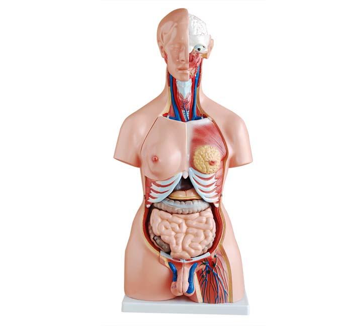85CM Human unisex torso 24parts human body internal organs 3d model