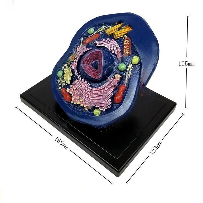 Animal cell model