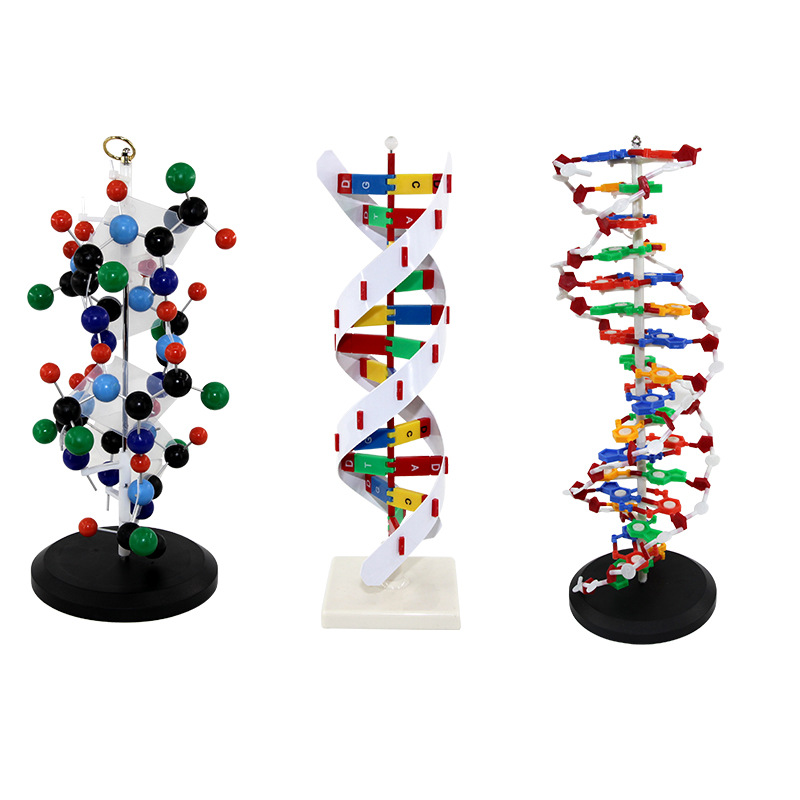 DNA Model
