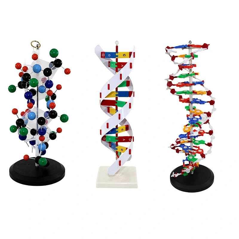 DNA Model