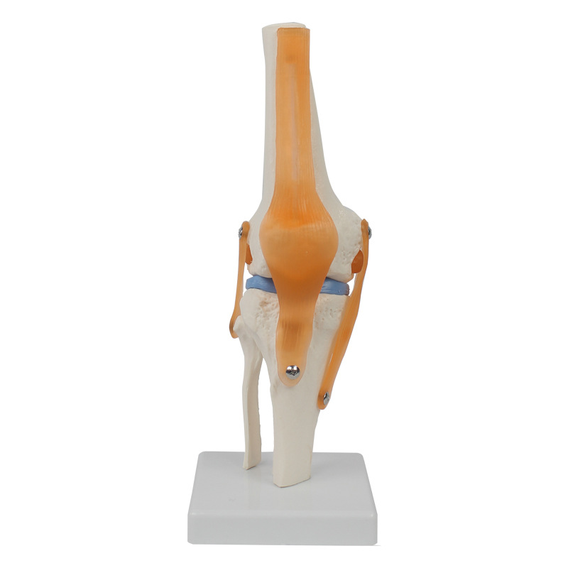 Knee Joint Model with ligament