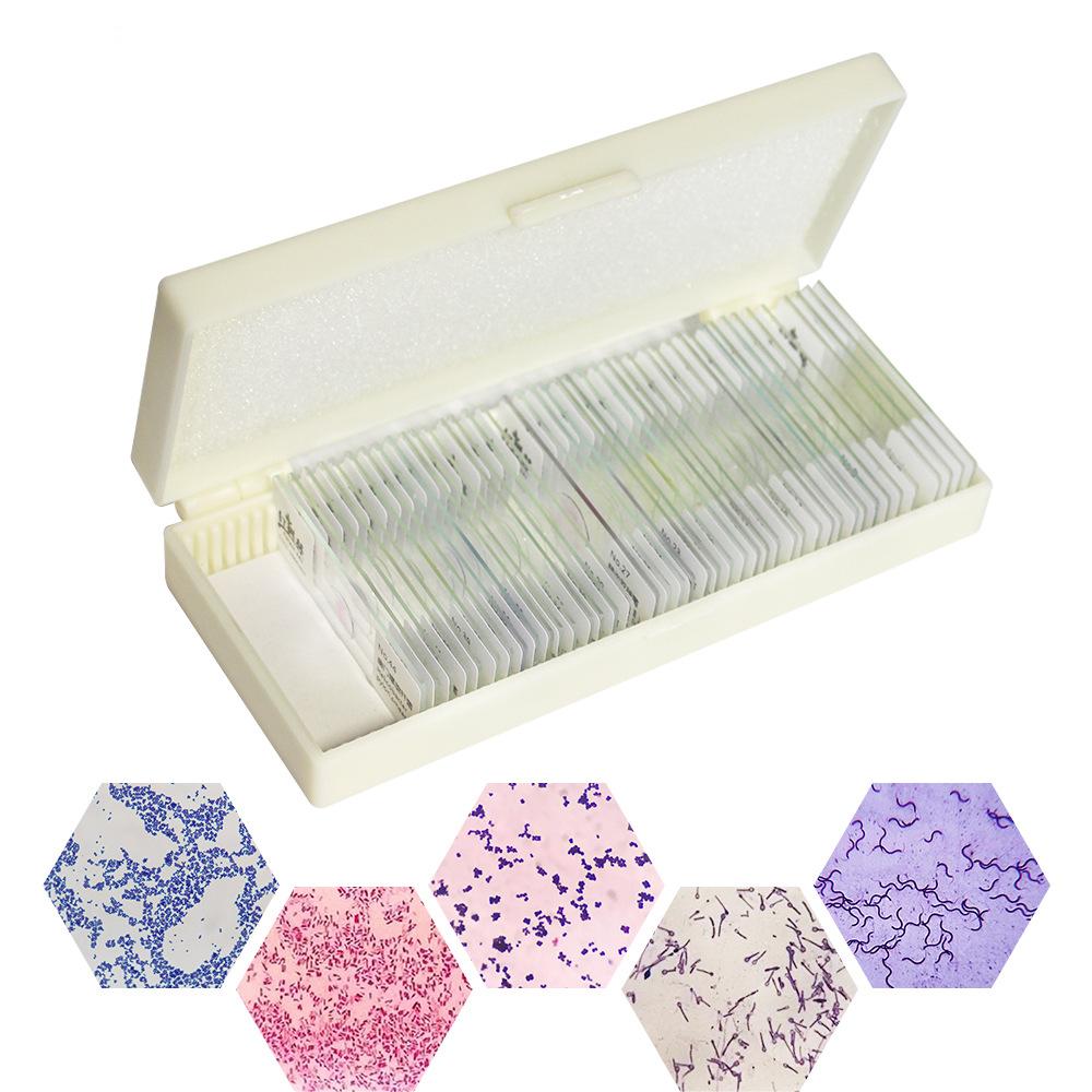 Bacteria Slide Separate Smears Gram Stain 50PCS