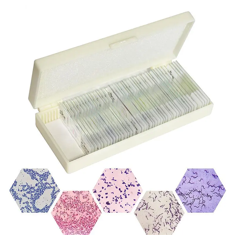 Bacteria Slide Separate Smears Gram Stain 50PCS