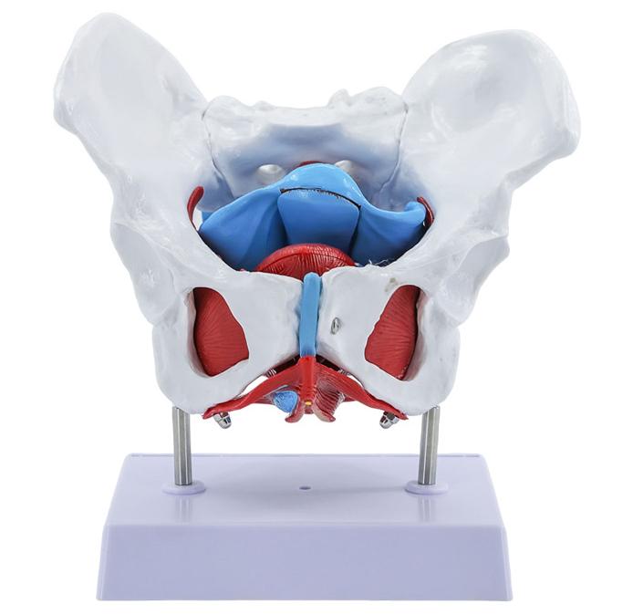 Pregnant Woman Anatomical Pelvis Model Pelvic Floor Anatomy Model Removable Colored Female Pelvis Model for Midwifery Teaching Fetus Model for Teaching Aid