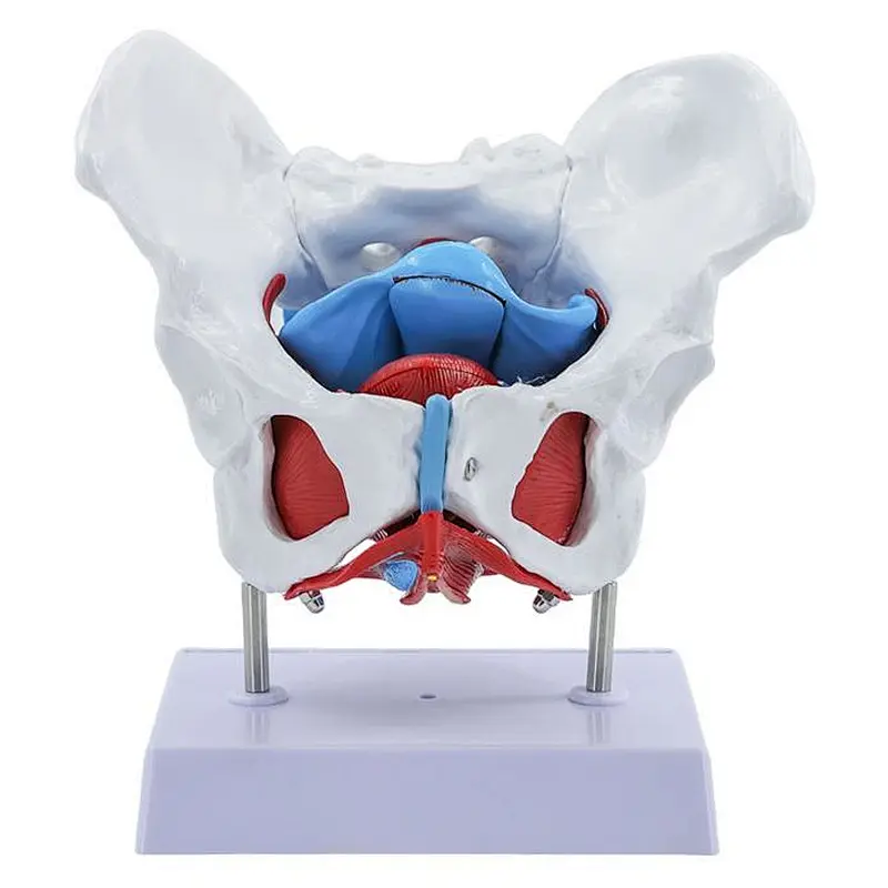 Pregnant Woman Anatomical Pelvis Model Pelvic Floor Anatomy Model Removable Colored Female Pelvis Model for Midwifery Teaching Fetus Model for Teaching Aid