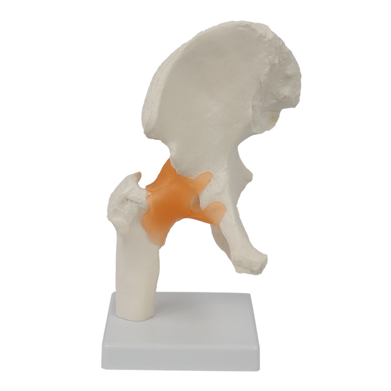Human Hip Joint Model  with ligament