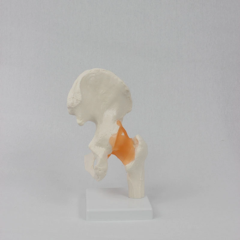 Human Hip Joint Model  with ligament