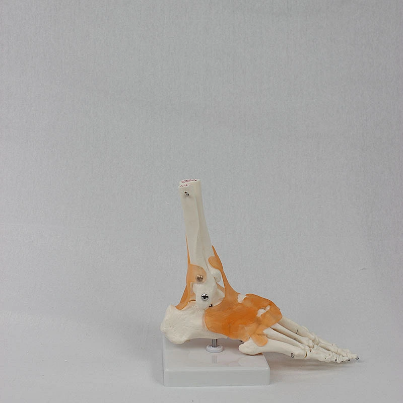 Human Life-size foot joint with ligament